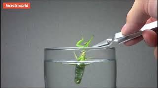 #insects world,when you put a wild #mantis in a water glass? you definitely haven't seen it！