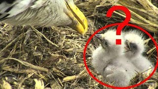 LIVE - WHY did the eaglets die at the Decorah North Nest?