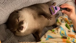 Otter sakura that melt by brushing