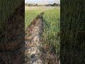 زمین زراعتی کشت گندم بهاری زمین زراعتی کشت گندم بهاری