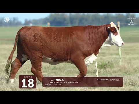 LOTE 18   TAT R004 F Braford