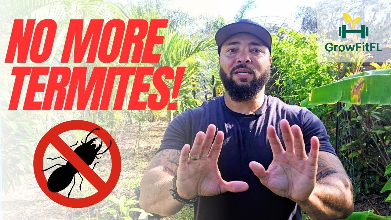 Термиты это ненавидят: 5 советов по защите вашего сада и продовольственного леса