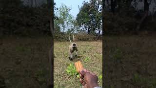 monkey bajrangba animals funny comedy wildlife dj song remix love