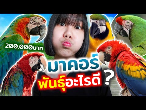 นกเเก้วมาคอว์ งบ 500,000บาท!!! มีเเต่ตัวสวยๆ!!! Macaw parrot