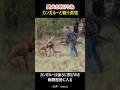 愛犬の為カンガルーと戦う男性#shorts #rescue #dog#kangaroo #犬#救助