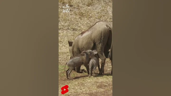 Warthog piglets suckling  #shorts #shortvideo #shortsvideos #shortsyoutube #youtube  #youtubeshorts