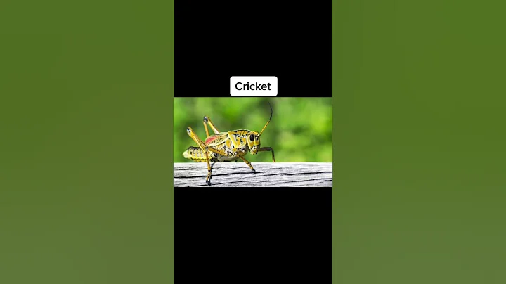 Insects zoomed in😳 #shorts