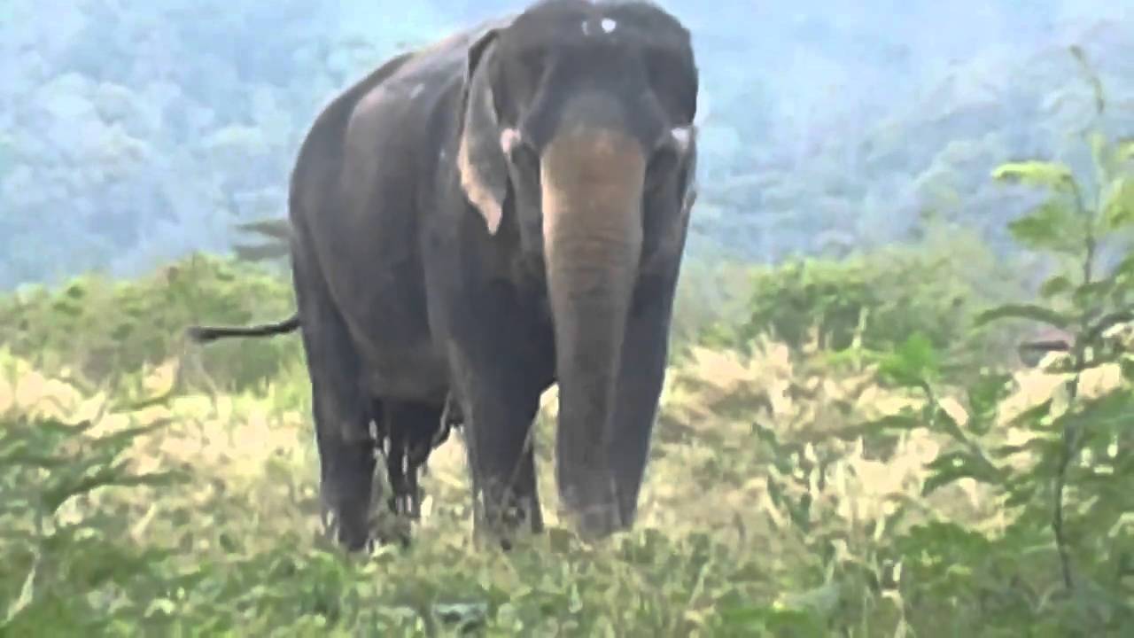 Videos of elephant fuck — photo 7