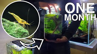 1 Month Update | Shrimp ENCLOSED ECOSPHERE