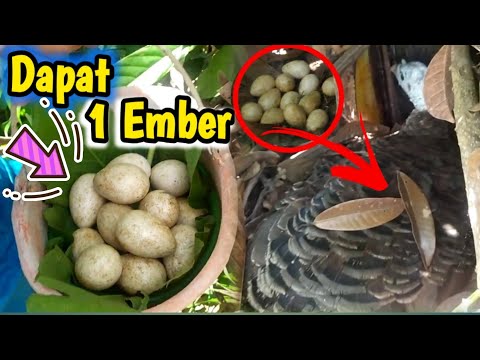 Video: Mencari Telur Yang Hilang: Evolusi Faberge