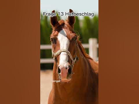 Reiterpass Fragen & Antworten #shorts #capcut #pony #pferde #Reiterpass