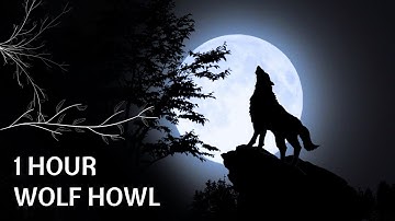 Wolf Howl Sound 1 HOUR Nature Soundscape #wolf