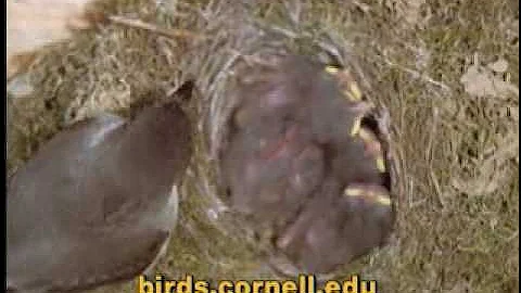 Bird Man Mel - Attract Nesting Birds