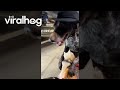 Not His First Rodeo || ViralHog