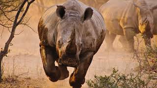 Rhinoceros Grunts Sound Effect No Copyright