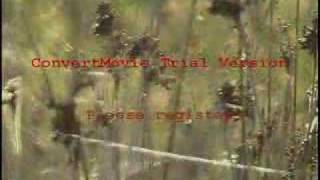 Deniz Üstü Köpürür