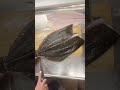 釣った魚の捌き方【北海道 積丹産】ヒラメ