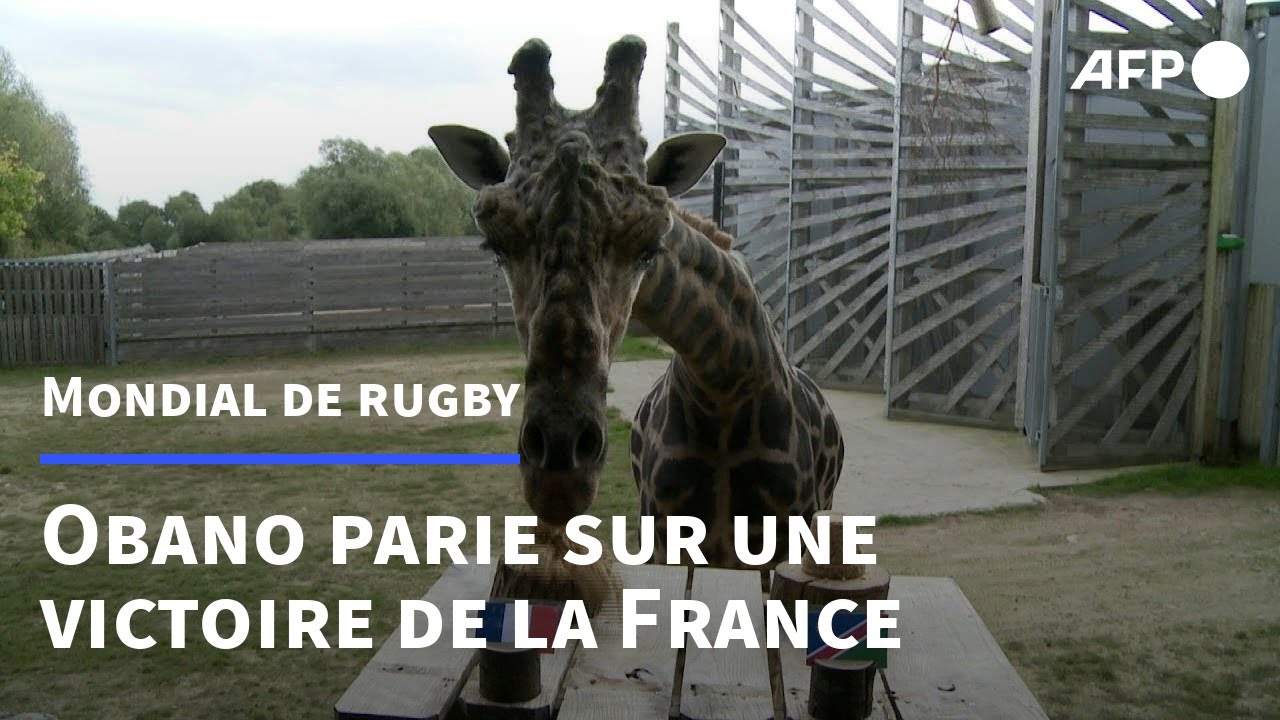 VIDÉO - Qui est Obano, la girafe pronostiqueuse de la Coupe du monde de  rugby ?