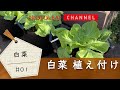 【白菜#01】白菜の植え付け【プランターで育てる】