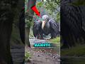 5 Majestic Birds That Are Secretly Dangerous 😳🦅