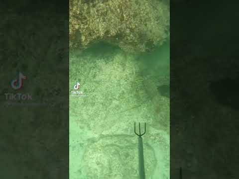 صيد شارخه