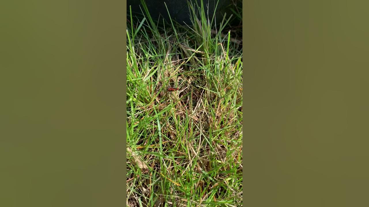 Get rid of chinch bugs with out chemicals YouTube