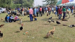 Jharkhand Murga Market || Kukru Haat | parrot beak Aseel murga#kukruhaat #murgamandi #trending