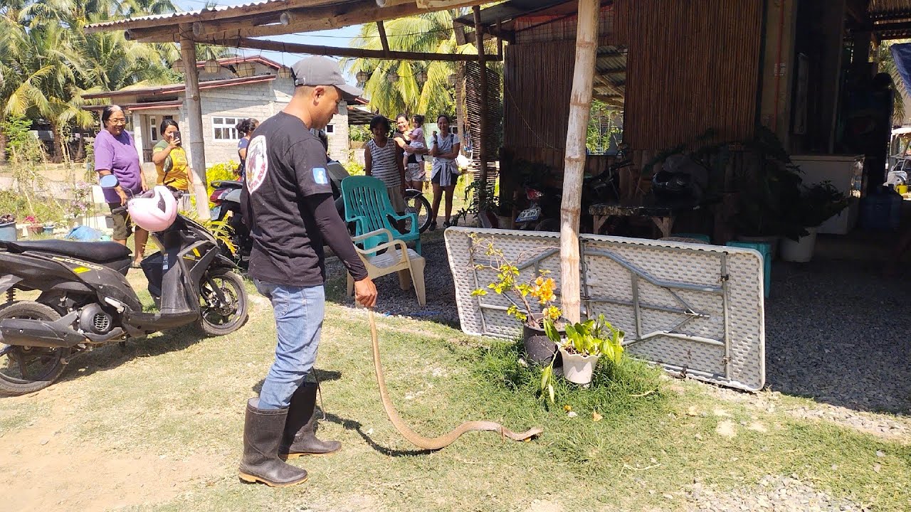 kinatatakutang Malaking COBRA sa brgy Paras Candon ILOCUS SUR.. LEX TUKLAW