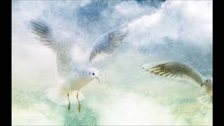 Porumbel cu aripi albe- Oastea Domnului