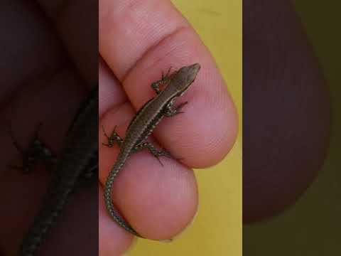Video: Kako Se Brinuti Za Bebu Gecko - Njega Guštera Za Bebe