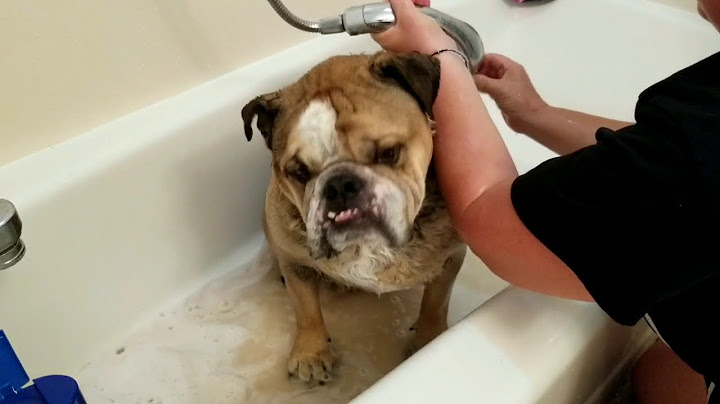 Best shampoo for english bulldogs with skin allergies