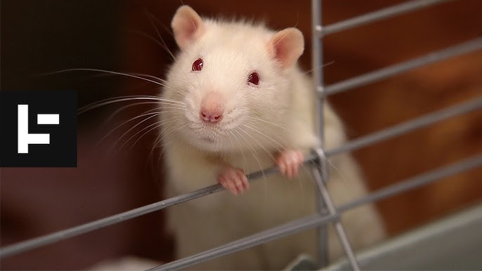 More than a dozen rodents discovered with their tails tied