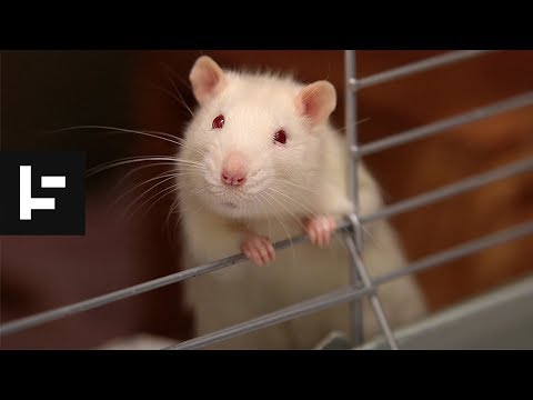 Video: Rat King - Alternatieve Mening