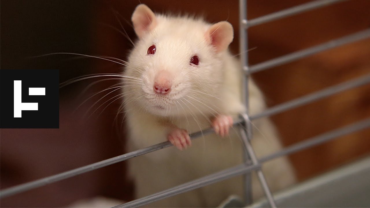 What is a rat king? - Quora