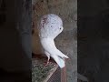 Norwich birds best quality in Chishtian