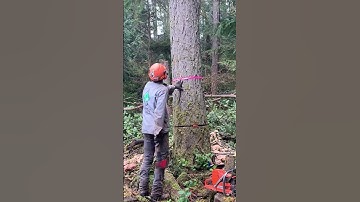 THIS TREE JUMPED AT US!! #tree #treeworker #treecare #treeservice #stihl #chainsaw #viral #trending