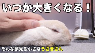 小さなうさぎさんが来て１カ月半が経ちました！ #049