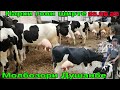Молбозори Душанбе нархи гови ширте нав 26 августа 2020 г.