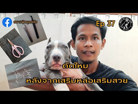 วีดีโอ: การครอบตัดหู: เหมาะสำหรับสุนัขของคุณหรือไม่?