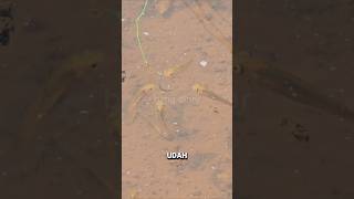 Umpan cacing😁KASIH MAKAN BABY GABUS LIAR‼️ #shorts