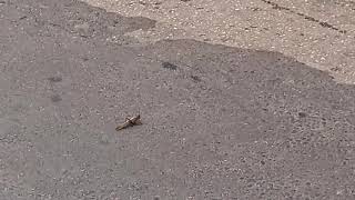 Walk On The Lineinspect Insect