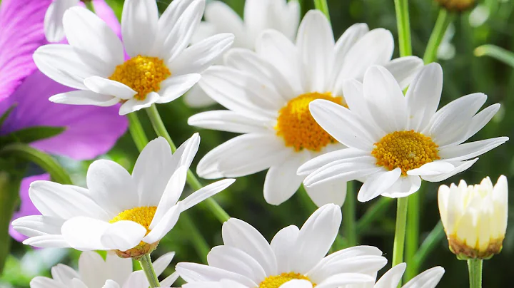 How to plant Shasta Daisy