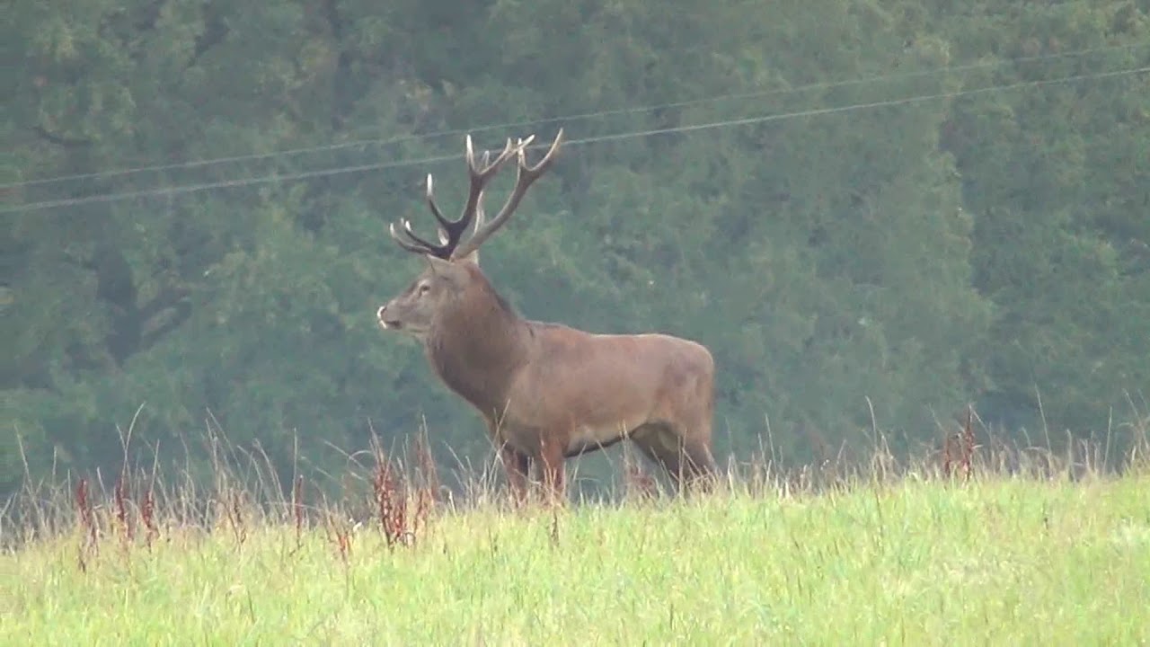 Cerf Dimanche 24 Septembre 2017