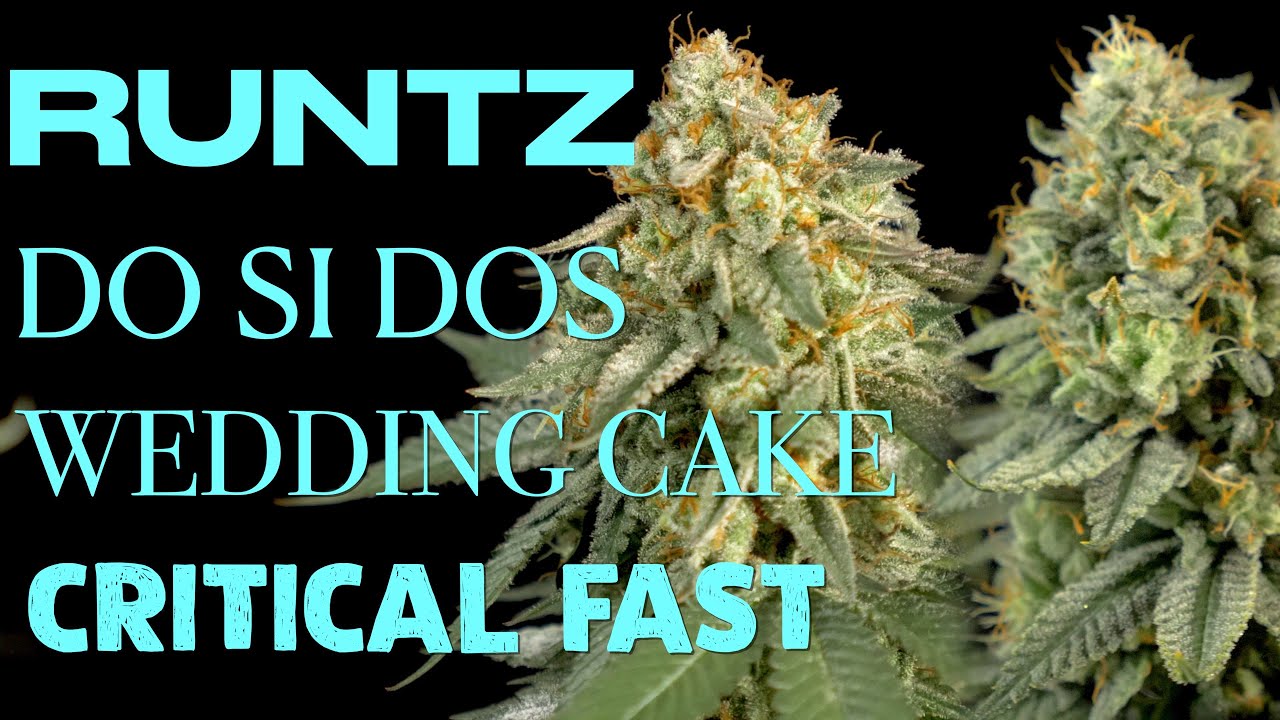 Runtz, Do Si Dos, Wedding Cake, BCN Critical XXL Fast SEED TO HARVEST | BESTVA LED Pro1000 & Pro2000