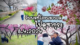 Ep.40 รับพ่อไปดูดอกลูกพีช ซากุระที่ฟุกุชิมะ| ออกจากโรงพยาบาลอยากกินราเมง| ซื้ออาหารเข้าบ้าน