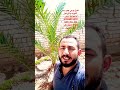 نخيل برحي بعمر سنة