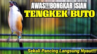 BURUNG CENDET GACOR ISIAN TENGKEK BUTO