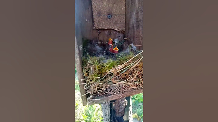 bébés oiseaux dans mon abri. trop mimi