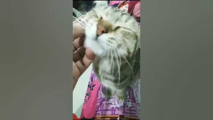 Video 10175221: cat animal dance pet, cat dance funny pets