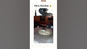 Rattlesnake Jake in Rango